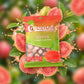 Choward's Guava Flavored Candy Mints 3oz